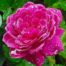 Trandafir de dulceata Sachsengruss