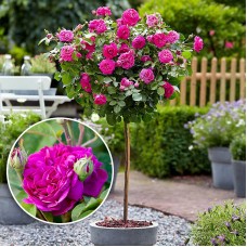 Trandafir de dulceata tip pomisor Rose de Rescht