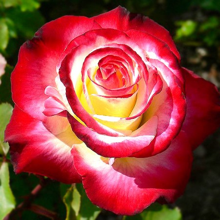 Trandafir Double Delight - Trandafiri - AgroDenmar.ro