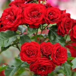 Trandafir tip pomisor Lavaglut - Trandafiri - AgroDenmar.ro