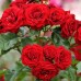 Trandafir Lavaglut - Trandafiri - AgroDenmar.ro