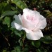 Trandafir Margaret Merril - Trandafiri - AgroDenmar.ro