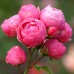Trandafir Pomponella - Trandafiri - AgroDenmar.ro