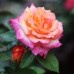 Trandafir Sheilas's Parfume - Trandafiri - AgroDenmar.ro