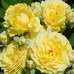 Trandafir Solero - Trandafiri - AgroDenmar.ro