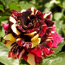 Trandafir teahibrid Hocus Pocus