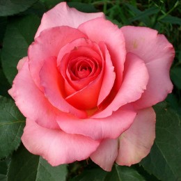 Trandafir teahibrid Mondiale - Trandafiri - AgroDenmar.ro
