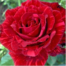Trandafir teahibrid Red Intuition