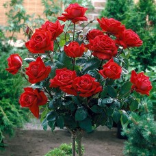 Trandafir tip pomisor Aida