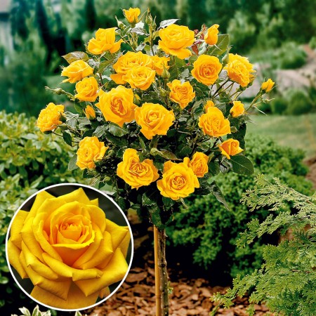 Trandafir tip pomisor Golden Delight - Trandafiri - AgroDenmar.ro