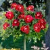 Trandafir tip pomisor Kronenbourg - Trandafiri - AgroDenmar.ro