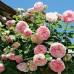 Trandafir urcator Eden Rose - Trandafiri - AgroDenmar.ro