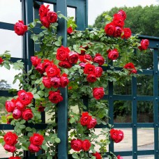 Trandafir urcator Florentina