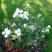 Trandafir pitic White Morsdag - Trandafiri - AgroDenmar.ro