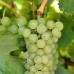 Vita de vie Feteasca Alba - Vita de vie - AgroDenmar.ro