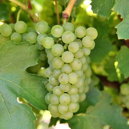 Vita de vie Feteasca Alba - Vita de vie - AgroDenmar.ro