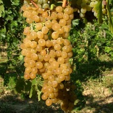 Vita de vie Muscat de Poloskei
