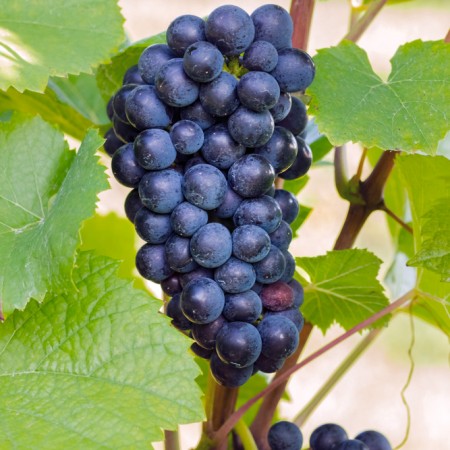 Vita de vie Pinot Noir - Vita de vie - AgroDenmar.ro