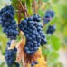 Vita de vie Pinot Noir - Vita de vie - AgroDenmar.ro