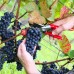 Vita de vie Pinot Noir - Vita de vie - AgroDenmar.ro