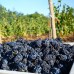 Vita de vie Pinot Noir - Vita de vie - AgroDenmar.ro