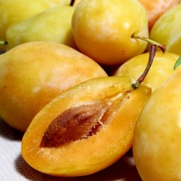 Prun Tipala - Pomi fructiferi - AgroDenmar.ro