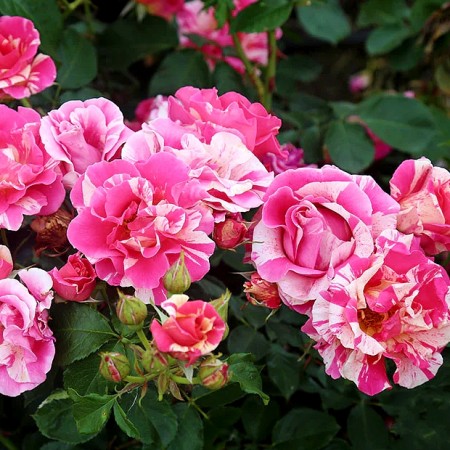 Trandafir urcator Candy Land - Trandafiri - AgroDenmar.ro