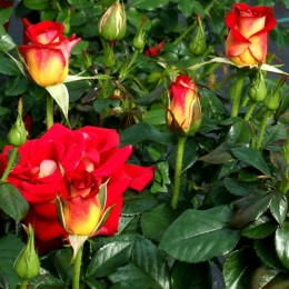 Trandafir Ketchup & Mustard Trandafir Ketchup & Mustard - Trandafiri - AgroDenmar.ro