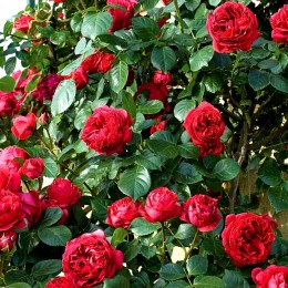 Trandafir urcator Red Eden Rose - Trandafiri - AgroDenmar.ro