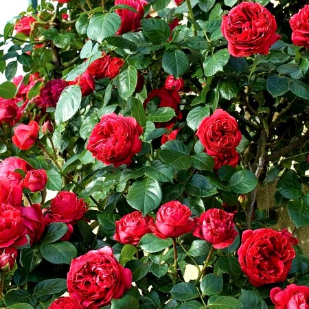 Trandafir urcator Red Eden Rose - Trandafiri - AgroDenmar.ro Trandafir urcator Red Eden Rose - Trandafiri - AgroDenmar.ro