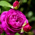 Trandafir Heidi Klum