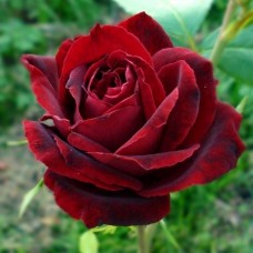 Trandafir Chrysler Imperial