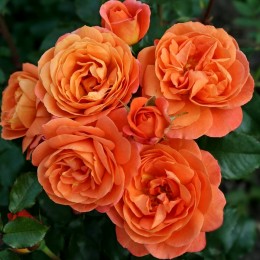 Trandafir Phoenix - Trandafiri - AgroDenmar.ro