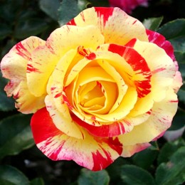 Trandafir pitic Happy Chloris - Trandafiri - AgroDenmar.ro