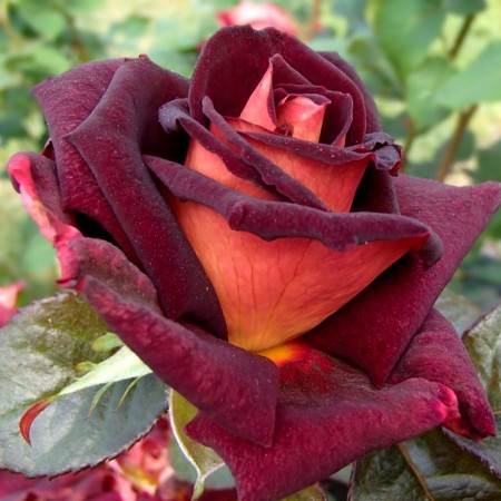Trandafir teahibrid Eddy Mitchell - Trandafiri - AgroDenmar.ro
