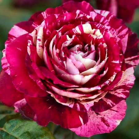 Trandafir teahibrid Julio Iglesias - Trandafiri - AgroDenmar.ro