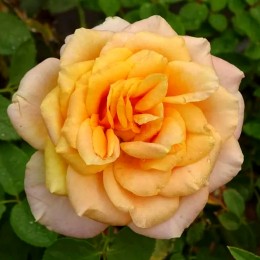 Trandafir teahibrid Remmy Martin - Trandafiri - AgroDenmar.ro