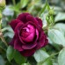 Trandafir tip pomisor Burgundy Iceberg - Trandafiri - AgroDenmar.ro