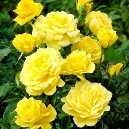 Trandafir tip pomisor Goldbeet - Trandafiri - AgroDenmar.ro