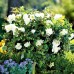 Trandafir tip pomisor Jan Pawel II - Trandafiri - AgroDenmar.ro