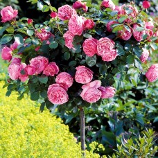 Trandafir tip pomisor Leonardo da Vinci