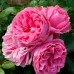 Trandafir tip pomisor Leonardo da Vinci - Trandafiri - AgroDenmar.ro