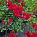 Trandafir tip pomisor rosu - Trandafiri - AgroDenmar.ro