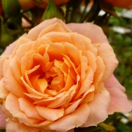 Trandafir tip pomisor Sweety - Trandafiri - AgroDenmar.ro