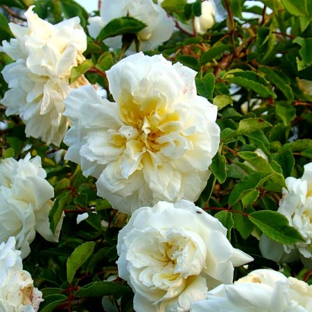 Trandafir urcator Alberic Barbier - Trandafiri - AgroDenmar.ro Trandafir urcator Alberic Barbier - Trandafiri - AgroDenmar.ro