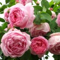 Trandafir urcator Constance Spry
