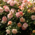 Trandafir urcator Phyllis Bide