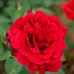 Trandafir urcator Sympathie - Trandafiri - AgroDenmar.ro