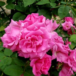 Trandafir urcator Zephirine Drouhin - Trandafiri - AgroDenmar.ro