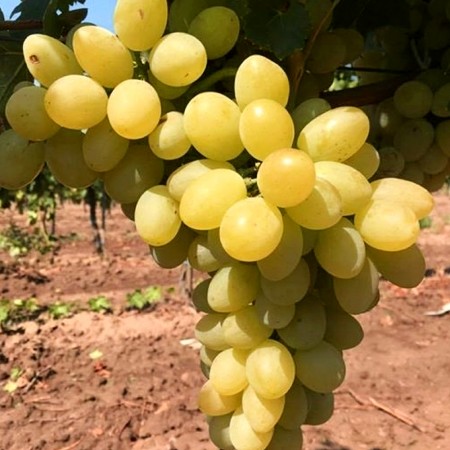 Vita de vie Xenia - Vita de vie - AgroDenmar.ro